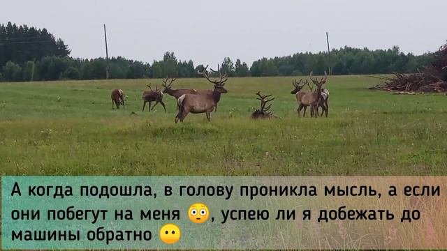 Маралы средней полосы смотреть онлайн