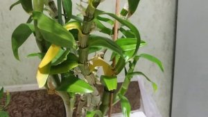 Уход за дендробиумом.Как добиться шикарного цветения Дендробиума