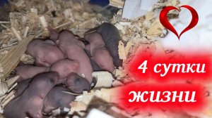 4 сутки жизни наших малышей, они начинают слышать! Домашние крысы.