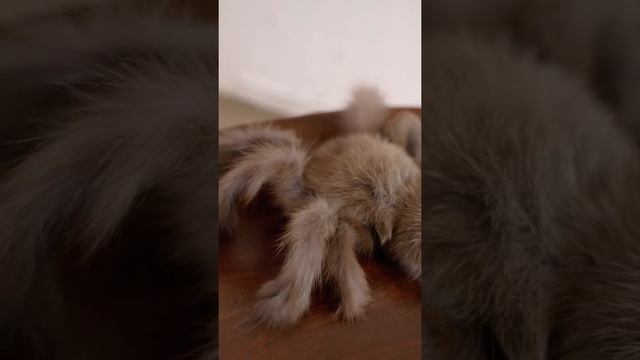 Игрушка паук из соболя с подвижным лапками от Holich смотреть онлайн