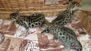 Котики (3 любопытные девочки)