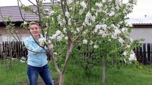 ПРИВИВКИ яблони и ранеток, успешный опыт Ани и разные способы формирования деревьев