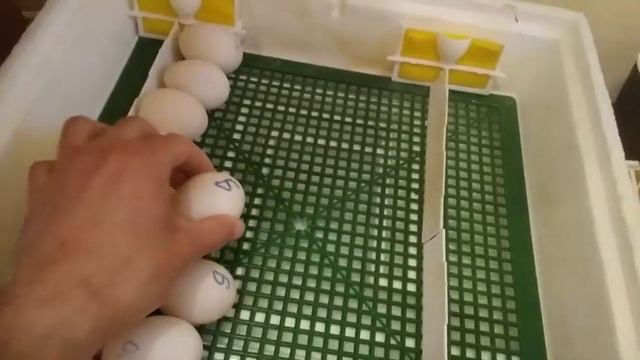 ЛУЧШИЙ РЕЖИМ ИНКУБАЦИИ МУСКУСНЫХ УТОК! ПРАВИЛЬНАЯ ИНКУБАЦИЯ ЯИЦ МУСКУСНЫХ УТОК!!27 квітня 2021 р. смотреть онлайн