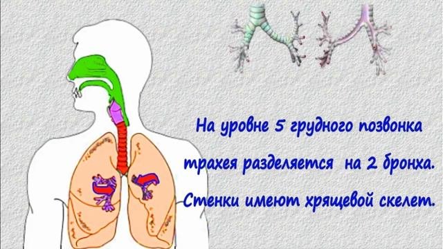Дыхательная система