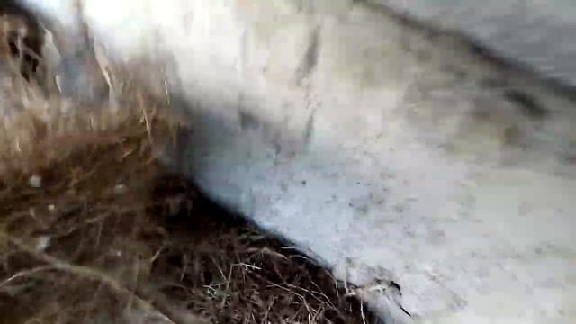 кролики полтавское серебро и овцы смотреть онлайн