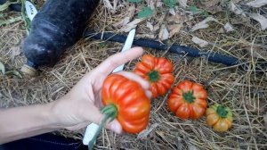 Томат "Женская доля F1" или Тименто от Уральский Дачник