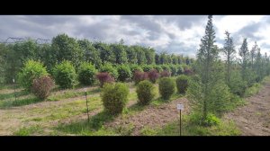 Питомник Ниваки. Обзор производственной и технической части.