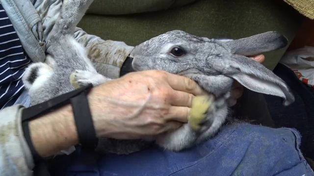 МАСТИТ у КРОЛЬЧИХИ / СПАСАЮ ОДНОЙ ПРАВОЙ (16+) смотреть онлайн