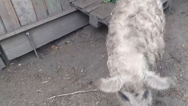 Мясо с характер Венгерская мангалица в Тульской области смотреть онлайн