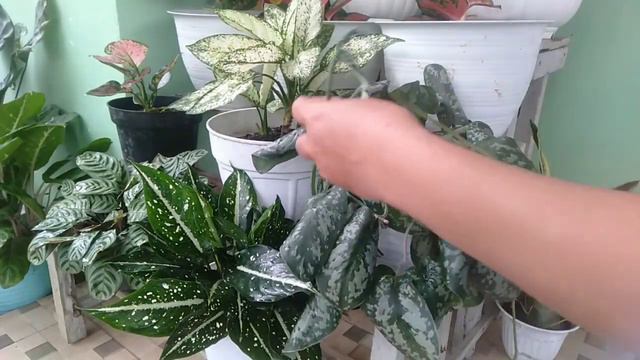 PROPAGASI SIRIH GADING SILVER ATAU SCINDAPSUS. Merapikan tanaman hias agar cantik mempesona. смотреть онлайн