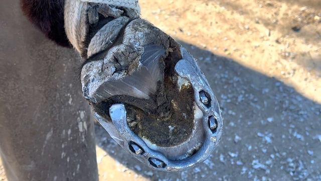 超大鵝卵石竟卡在驢蹄內！毛驢痛苦萬分，難以行走！師父用鐮刀扣出石頭後，更換馬蹄鐵，過程神療愈！ смотреть онлайн