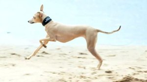 Корма Pro Plan (Про План) для собак