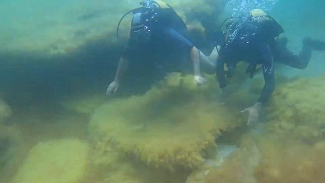 Дайвинг в Казахстане. Каспийское море,новички.