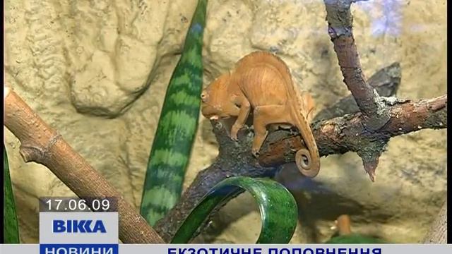 У Черкаському зоопарку народилися рідкісні хамелеони смотреть онлайн