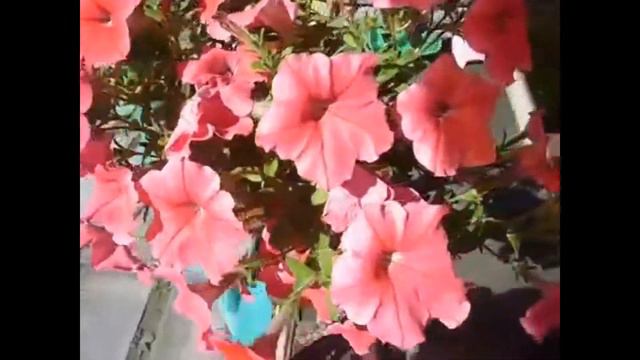 Летняя стрижка петунии, зачем она нужна? смотреть онлайн