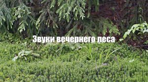 Звуки вечернего леса для медитации и расслабления