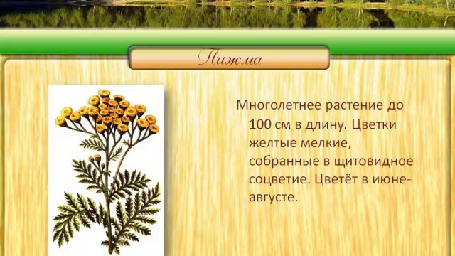 Магия растений. Пижма