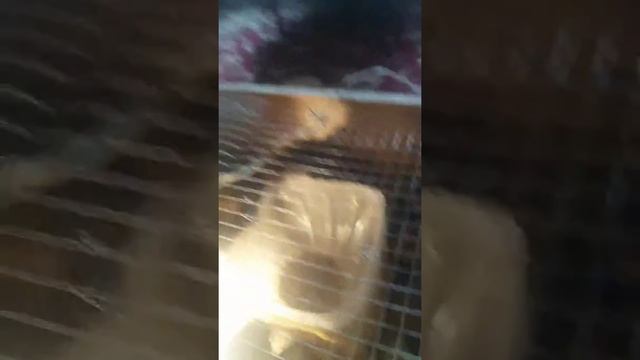 домик для перепелки. смотреть онлайн