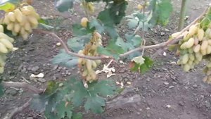 Экскурсия по винограднику 3 часть: Арарат, Журавлёнок, Центурион, Ламбада, Маникюр Фингер, Карнавал
