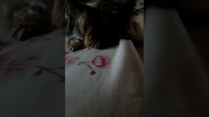 Я научу как отличить собаку йорка от бракованной собаки
