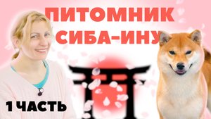 О породе Сиба-ину с заводчицей - Питомник Сиба-ину - 1 Часть