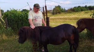 ЛОШАДИ/КОНИ ПОНИ ГАВРОШ И МЕДУНИЦА?horses