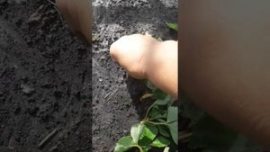 Как правильно сохранить рассаду клубники