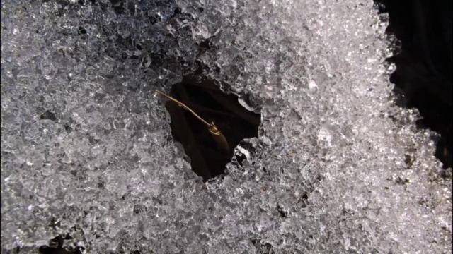 ВЕРБА ЦВЕТЕТ в БОГОЛЮБОВО смотреть онлайн