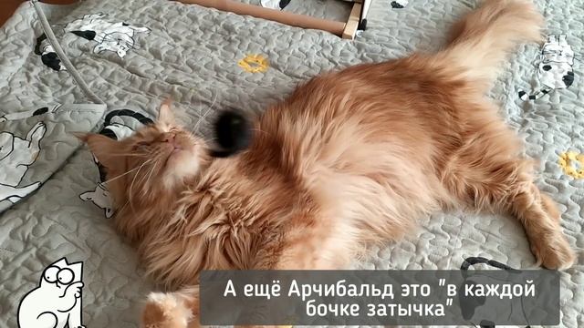 Мейн-кун Арчибальд везде суёт свой нос и балуется смотреть онлайн