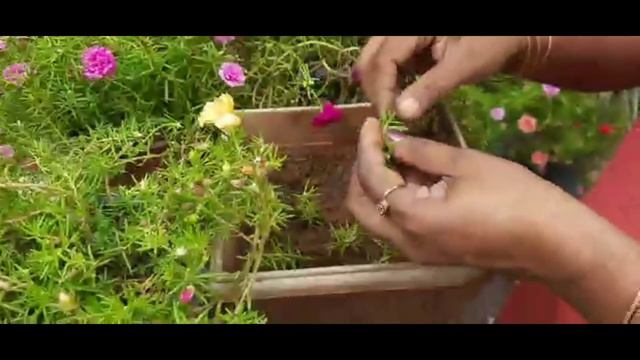 How to care portulaca and Purslane plant in rainy season|portulaca care|salu koshy