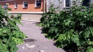 Борщевик атакует детский сад