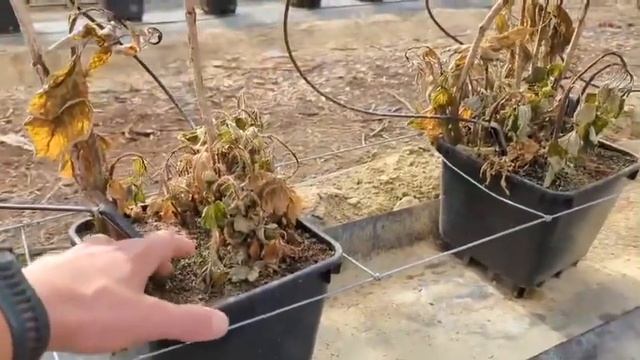 Ремонтантна малина Аврора | Огляд сорту смотреть онлайн