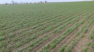 Обзор пшеницы Баграт и Тимирязевка 150, в разные сроки сева, с разными вариантами междурядья. ч.2