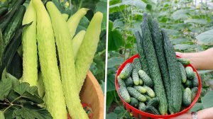 Огурцы  для всей семьи на разный вкус и цвет. Угодим всем!