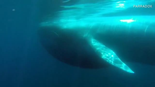 Почему киты такие большие. смотреть онлайн