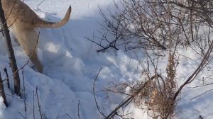 ПРЯТКИ С СОБАКОЙ ( МОЖНО ЛИ СКРЫТЬСЯ ОТ СОБАКИ?) МОЖНО ЛИ СБЕЖАТЬ ОТ СОБАКИ