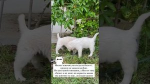 Маргарита Агибалова раздаём щенков