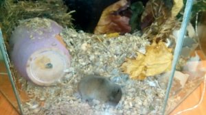 Жизнь необычных грызунов. Привычки слепушонка. Часть 2. Ellobius