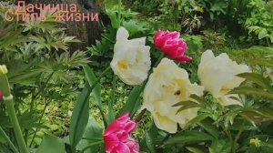 Клумбы у теплицы