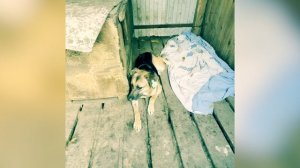 Стерилизация бездомных животных в Гусь-Хрустальном