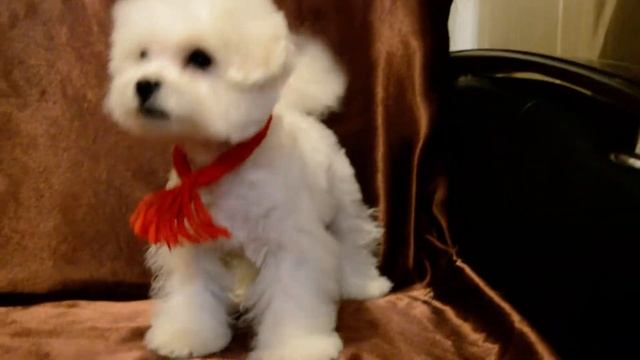 Каспер -щенок Бишон Фризе мини смотреть онлайн