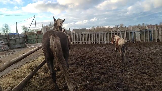 жеребец хочет познакомиться с кобылай смотреть онлайн