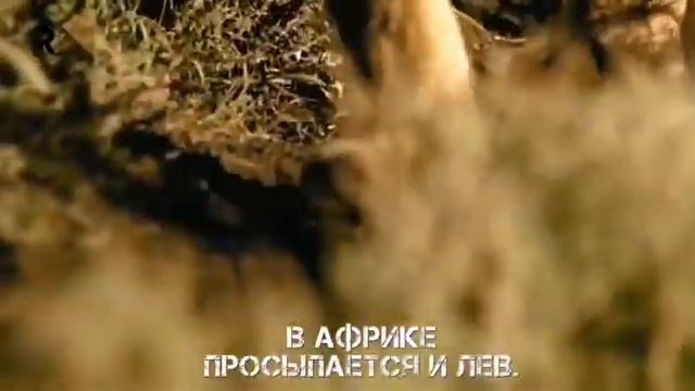 Лев и антилопа смотреть онлайн