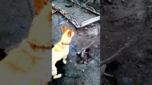 Беспощадная собака рвёт беспомощную тряпку.