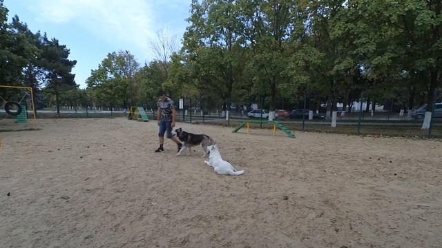 Дрессировка Ездовых собак (средних крупных пород) смотреть онлайн