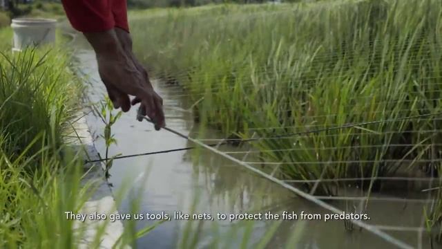 Как выращивают рис в Индонезии? смотреть онлайн