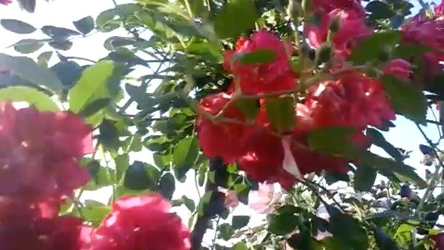 Роза штамбовая первогодка Super Excelsa