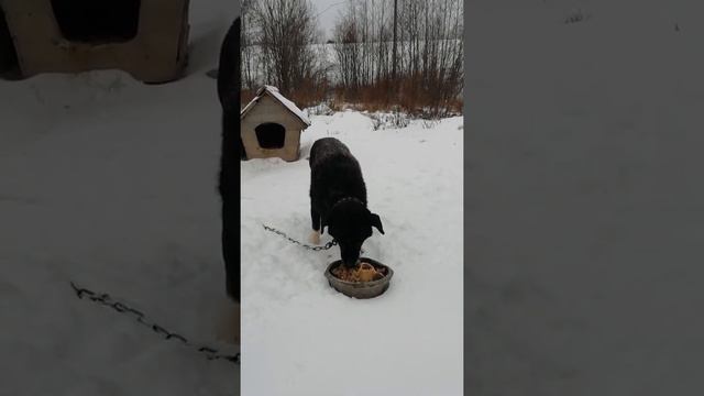 Хруст, боль, собака перемалывает... смотреть онлайн