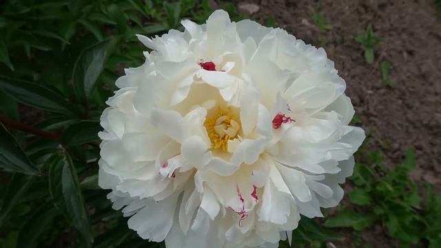 Пион Лада - Акимов, 1970,Россия. смотреть онлайн