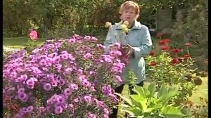 Многолетники. Флокс метельчатый